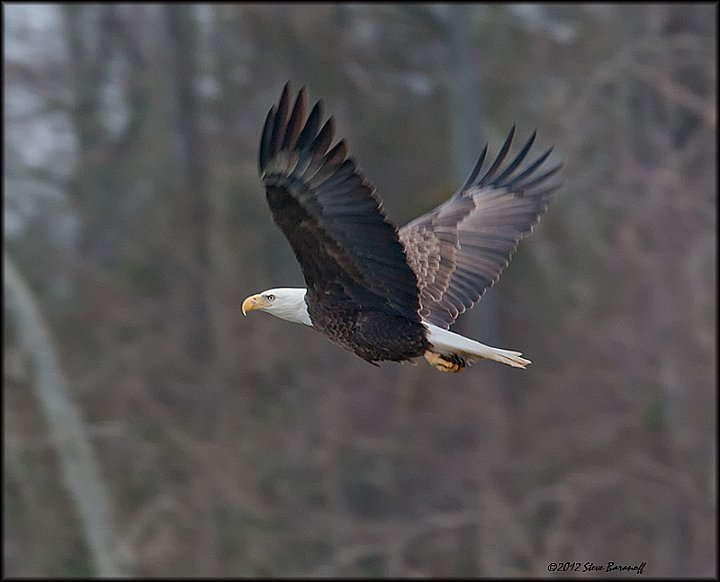_2SB9173 american bald eagle.jpg